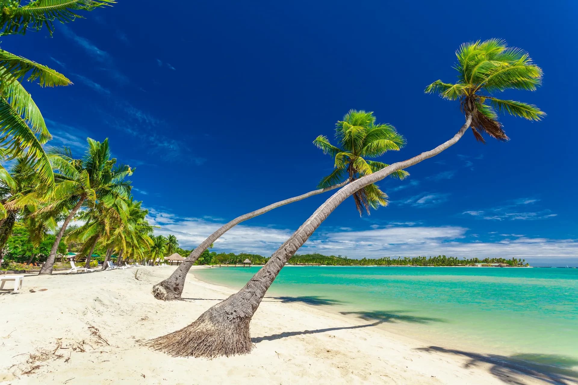 Palmy i turkusowe morze na plaży na Dominikanie